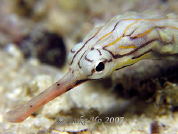A rather skittish pipefish posing for my A640 by Luke Ho 